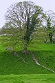 6487_baum in avebury